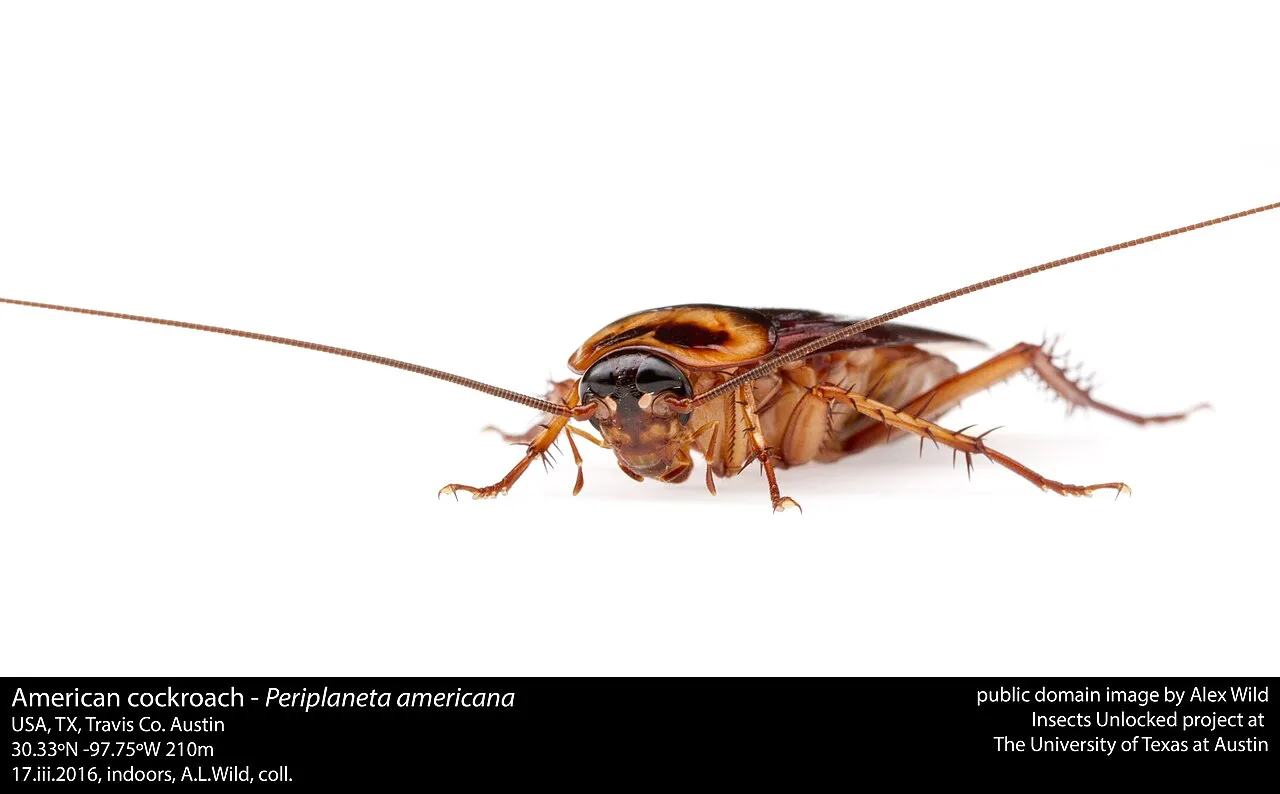 Kecoa Amerika (Periplaneta americana) di permukaan, foto ilustrasi hama rumah tangga